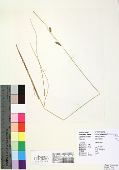 primary herbarium image