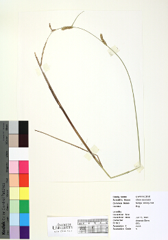 primary herbarium image