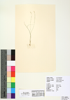 primary herbarium image