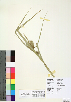primary herbarium image