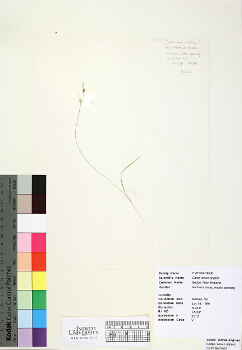 primary herbarium image