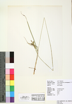 primary herbarium image