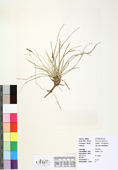 primary herbarium image