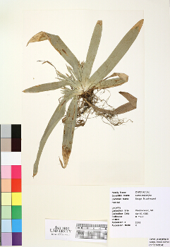 primary herbarium image
