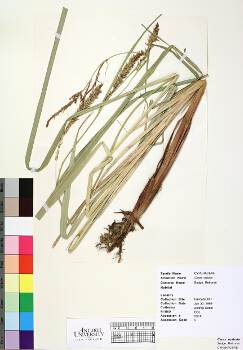 primary herbarium image