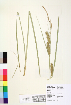 primary herbarium image