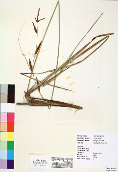 primary herbarium image
