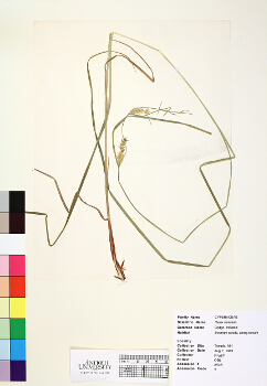 primary herbarium image