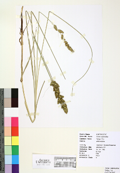 primary herbarium image