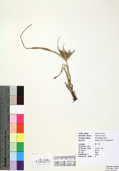 primary herbarium image