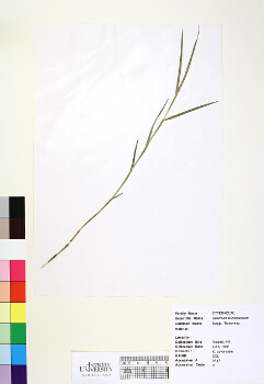 primary herbarium image