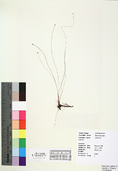primary herbarium image