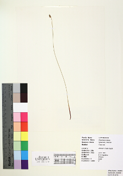 primary herbarium image