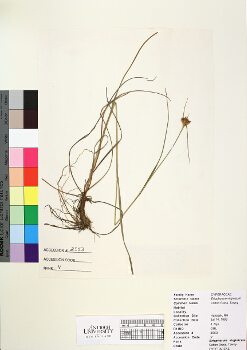 primary herbarium image
