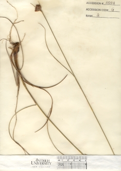 primary herbarium image