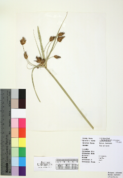 primary herbarium image