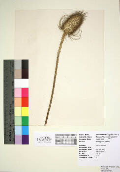 primary herbarium image