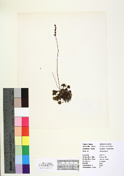 primary herbarium image