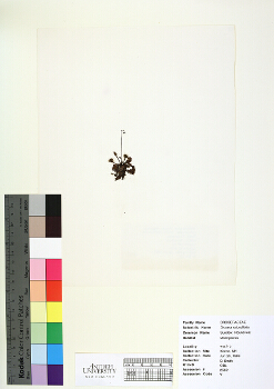 primary herbarium image
