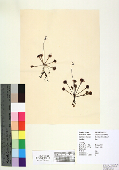 primary herbarium image