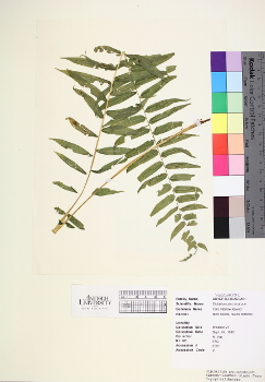 primary herbarium image