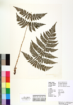 primary herbarium image