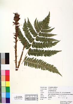 primary herbarium image