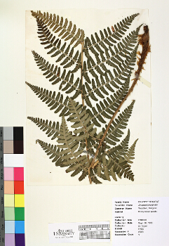 primary herbarium image
