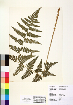 primary herbarium image