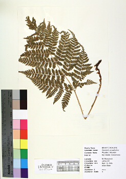 primary herbarium image