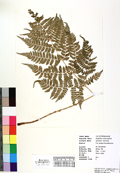 primary herbarium image