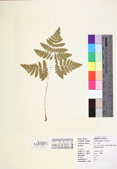 primary herbarium image