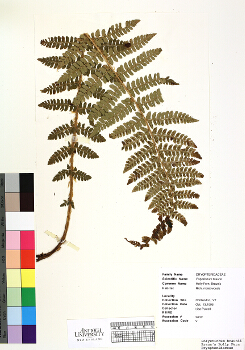 primary herbarium image
