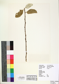 primary herbarium image