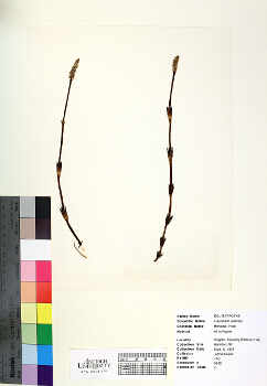 primary herbarium image