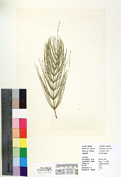 primary herbarium image