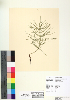 primary herbarium image