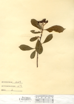 primary herbarium image
