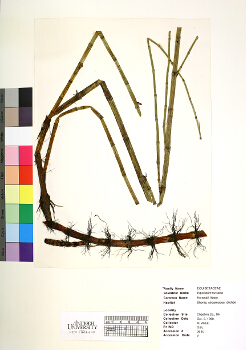 primary herbarium image