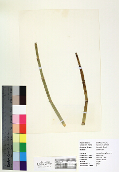 primary herbarium image