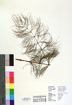 primary herbarium image