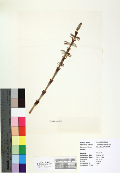 primary herbarium image