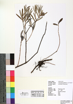 primary herbarium image