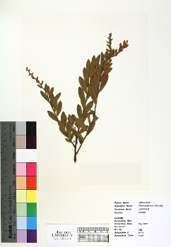 primary herbarium image