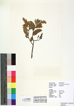 primary herbarium image