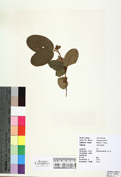 primary herbarium image