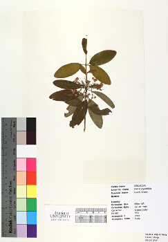 primary herbarium image