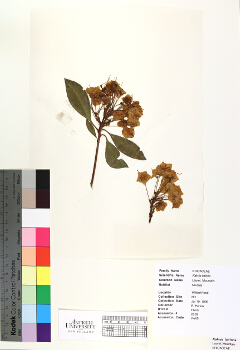 primary herbarium image