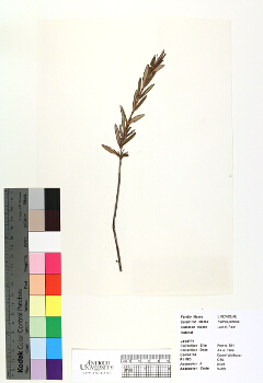 primary herbarium image