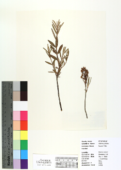 primary herbarium image